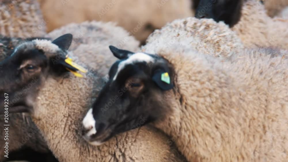 Pointed sheep walks at barnyard and chews very funny. Daily farm views. Close up. Slow motion Pointed sheep walks at barnyard and chews very funny. Daily farm views. Close up. Slow motion
