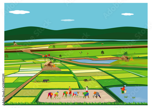 farmer transplant rice seeding in paddy field vector design