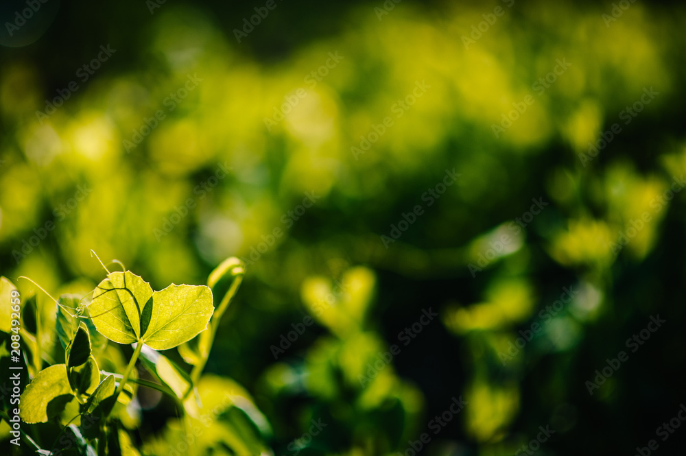 Fresh young green pea plants on the field early hour in the spring garden The farm where they grow peas. The morning sun shines on peas without flowers. Green field with space for text