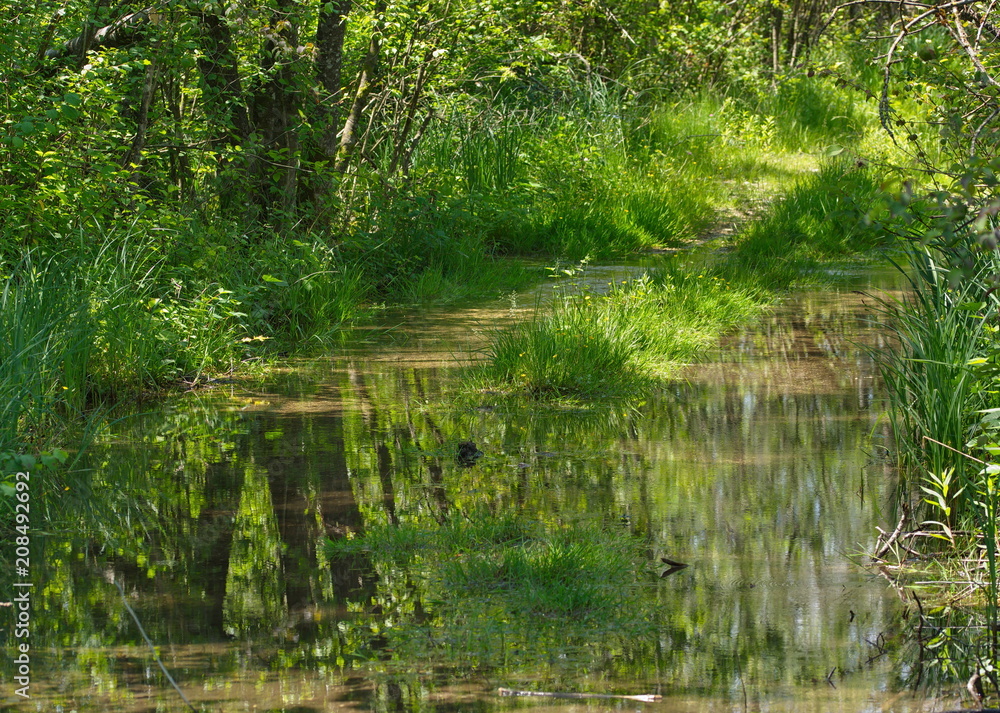 Wald Hochwasser Wald Hochwasser