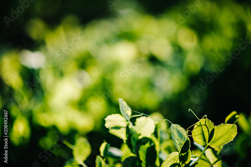 Fresh young green pea plants in the ground on the field early hour in the spring garden. The farm where they grow peas. The morning sun shines on peas without flowers. Green field with space for text