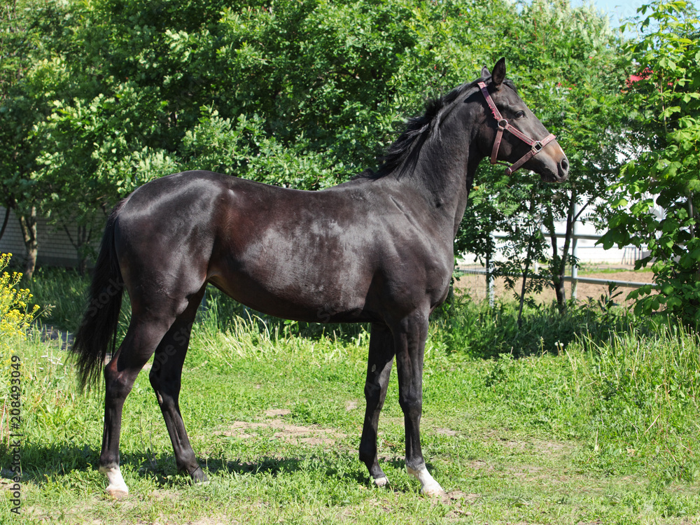 Thoroughbred young horse posing against spring fields Thoroughbred young horse posing against spring fields