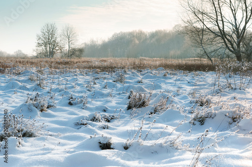 Snow lies in the fields. Snow-covered trees and grass. Winter field landscape.