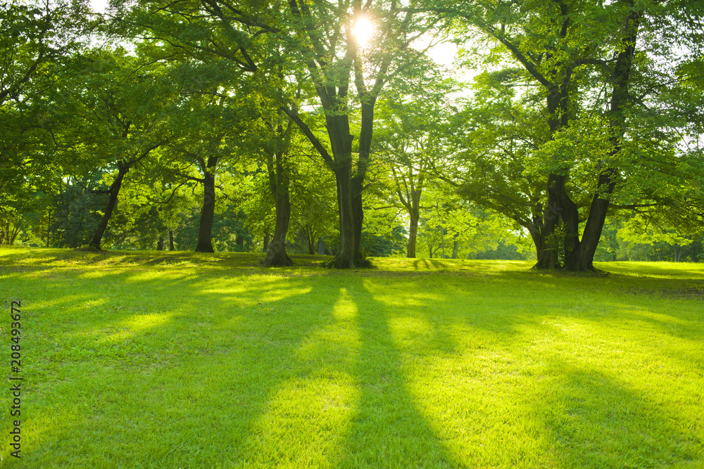 Fototapeta premium morning park