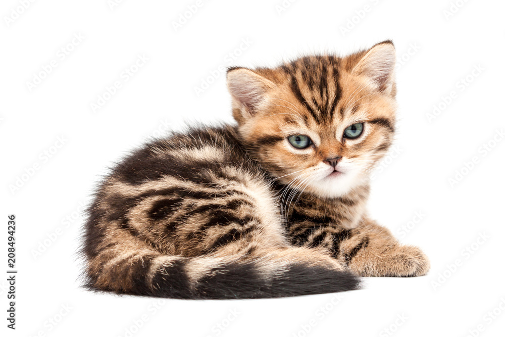 Obraz premium British short hair kitten.