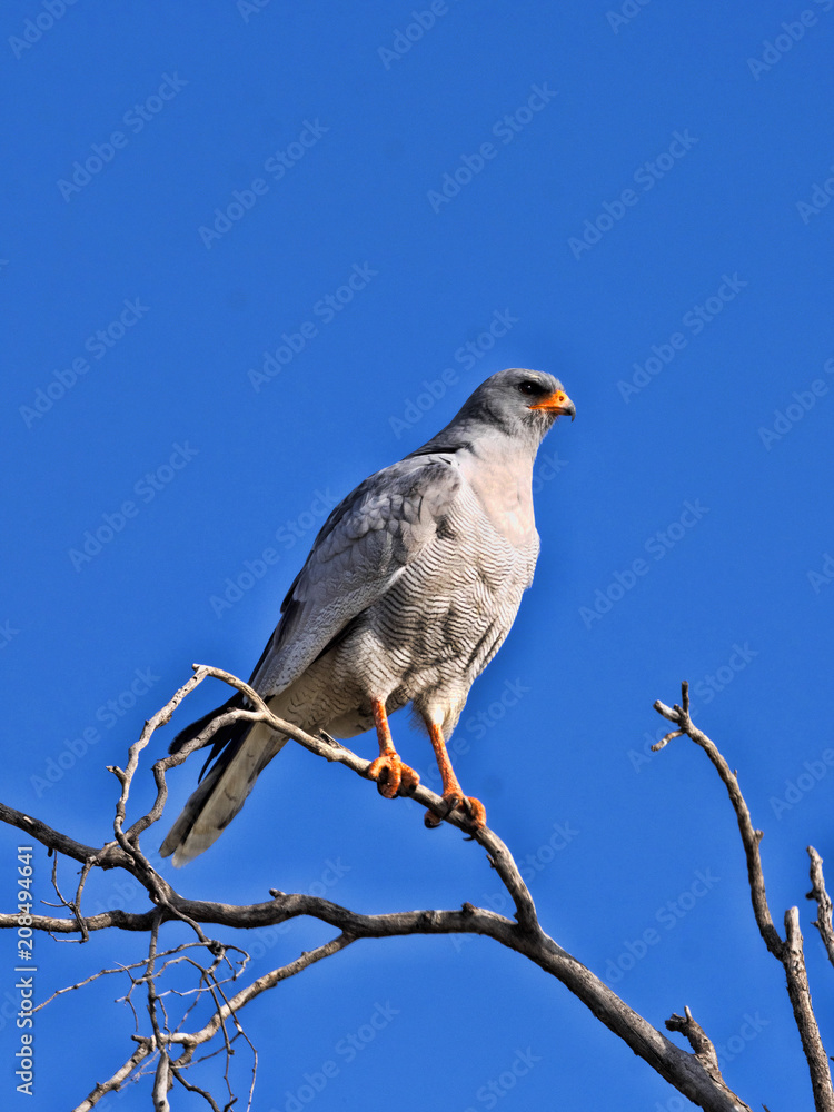 Pale chanting goshawk, Melierax canorus, sitting in a high tree, Kalahari South Africa Pale chanting goshawk, Melierax canorus, sitting in a high tree, Kalahari South Africa