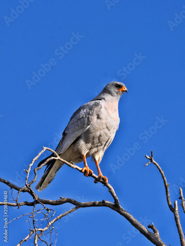 Pale chanting goshawk, Melierax canorus, sitting in a high tree, Kalahari South Africa