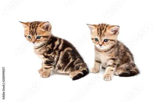 British short hair kittens.