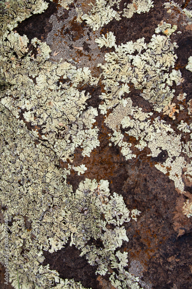 Desert rock texture Desert rock texture