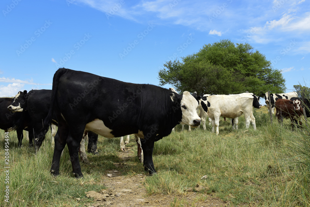 Steers fed on pasture, La Pampa, Argentina Steers fed on pasture, La Pampa, Argentina