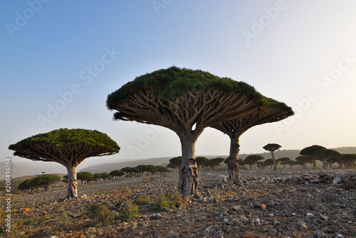 Dragon blood trees  Socotra  Yemen
