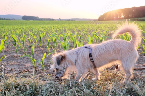 dog nibbling at a corn field at sunset against the sun photo