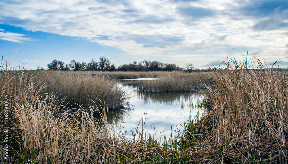 Rushes in a lake Rushes in a lake