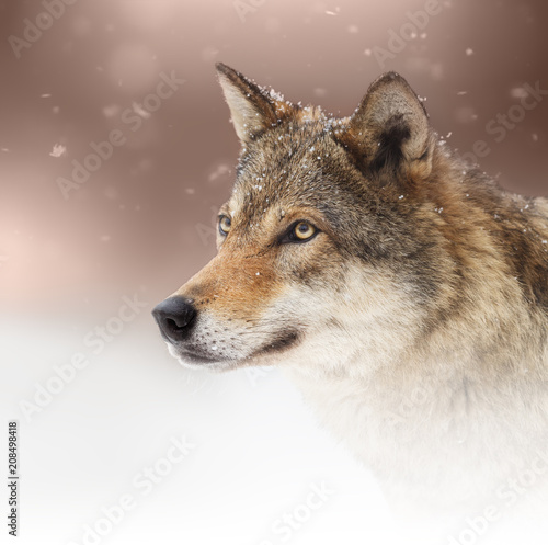 Волчица © OlegBogdanov