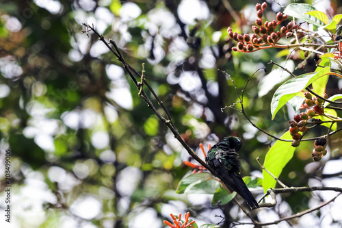 Bee hummingbird, zunzuncito or Helena hummingbird (Mellisuga helenae) is a species of hummingbird endemic to Cuba which is the world's smallest bird - Peninsula de Zapata / Zapata Swamp, Cuba photo