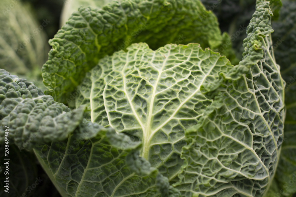 Big green savoy cabbage with first leaves detached Big green savoy cabbage with first leaves detached