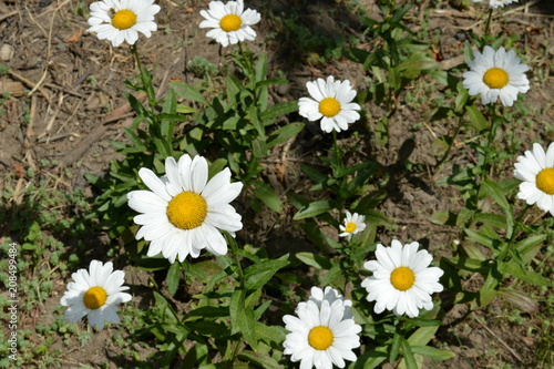 Daisies are white on the lawn on a summer day.