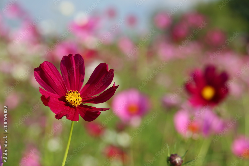 Obraz premium Cosmos flower in the garden