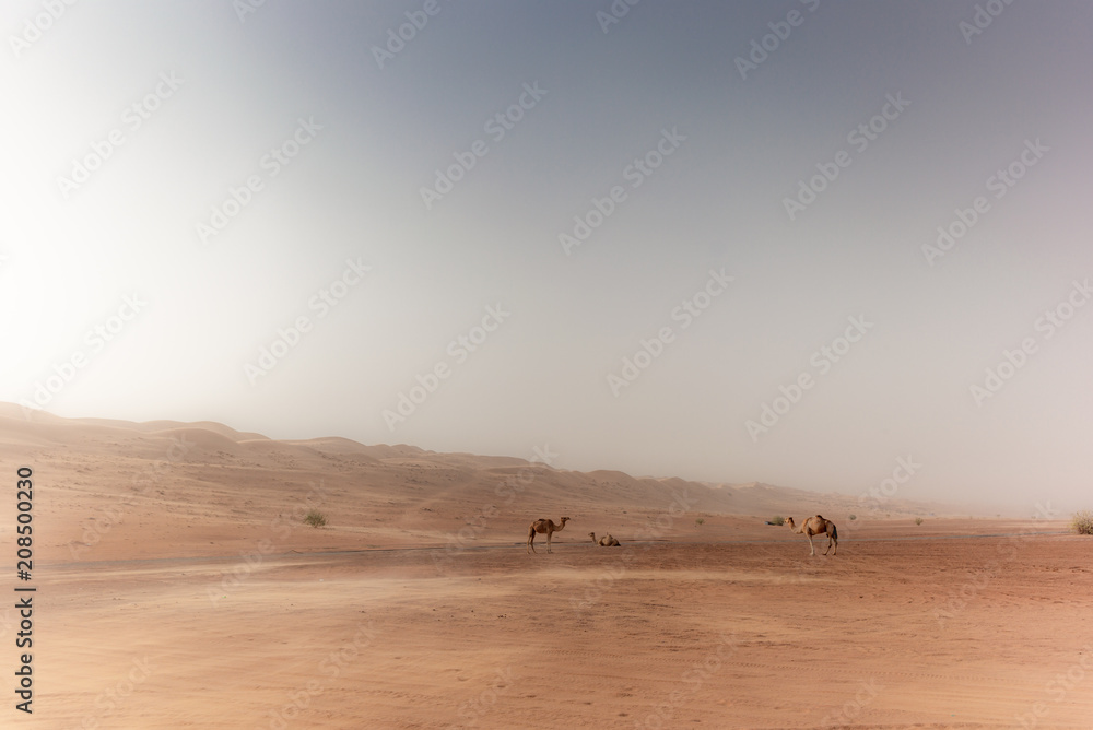 Wild camels roaming in the Wahiba Sands desert in Oman