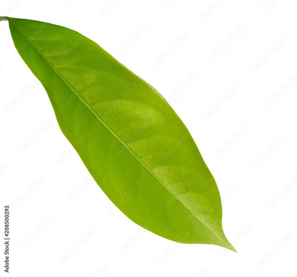 Obraz premium Fresh Green Leaf Laying on White Background