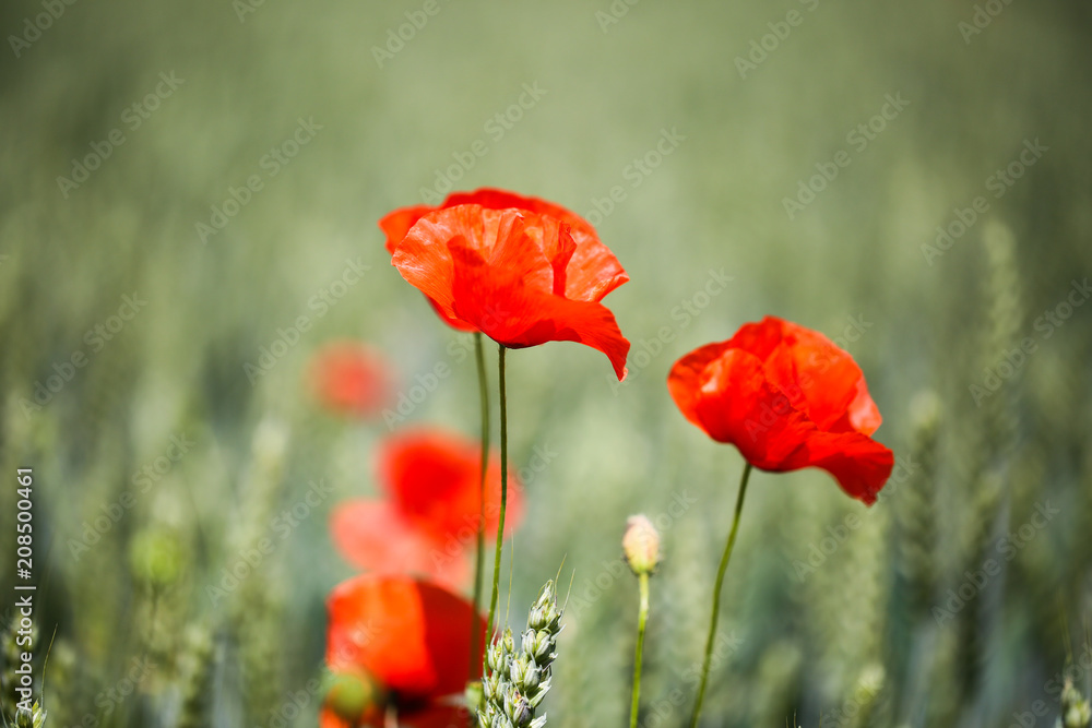 Poppies in the wheat field, sunshine