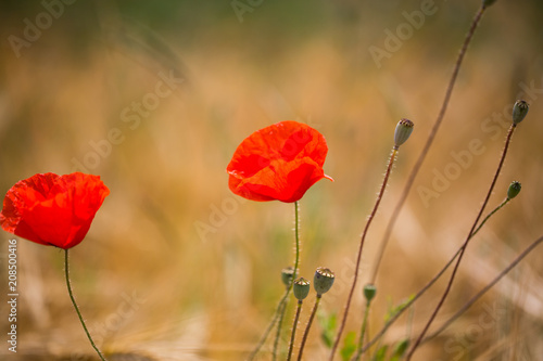 Poppies in the wheat field, sunshine