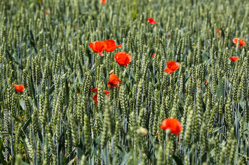 Poppies in the wheat field, sunshine
