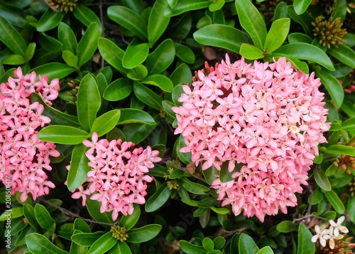 Fresh Pink Ixora Flowers in A Garden