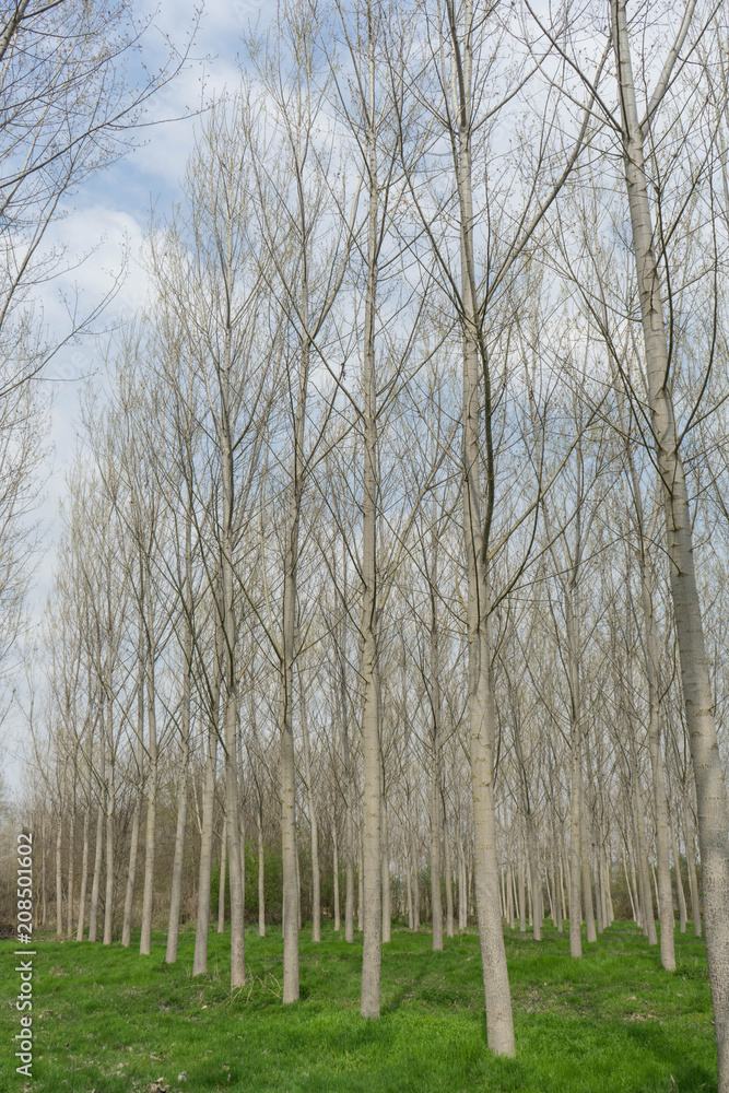 Obraz premium Meadow with poplar trees