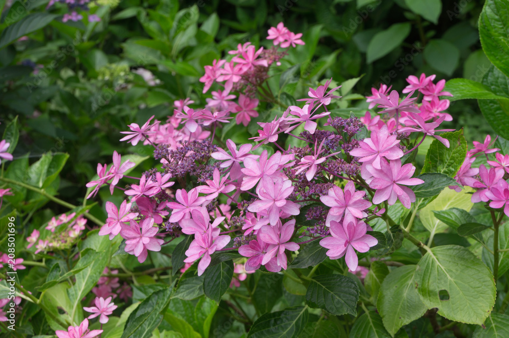 Beautiful hydrangeas in a Japanese garden in Kyoto. Beautiful hydrangeas in a Japanese garden in Kyoto.