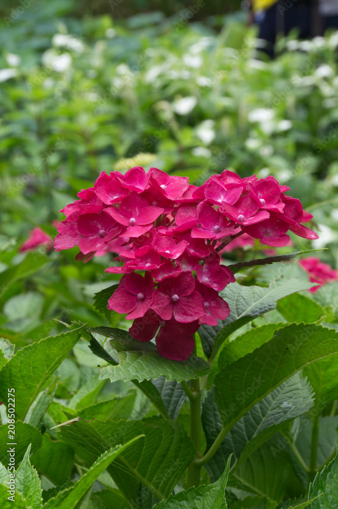 Beautiful hydrangeas in a Japanese garden in Kyoto. Beautiful hydrangeas in a Japanese garden in Kyoto.