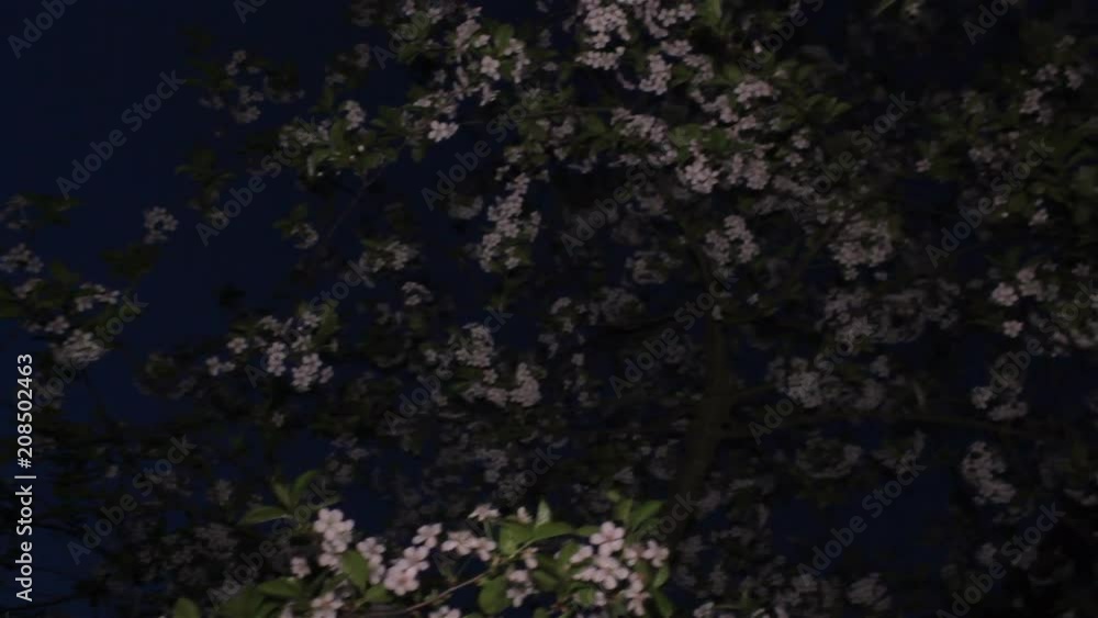 blooms cherry at night,The cherry tree blossoms at night