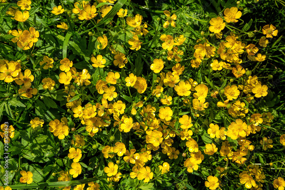 Obraz premium Ranunculus acris - meadow buttercup, tall buttercup, common buttercup, giant buttercup.