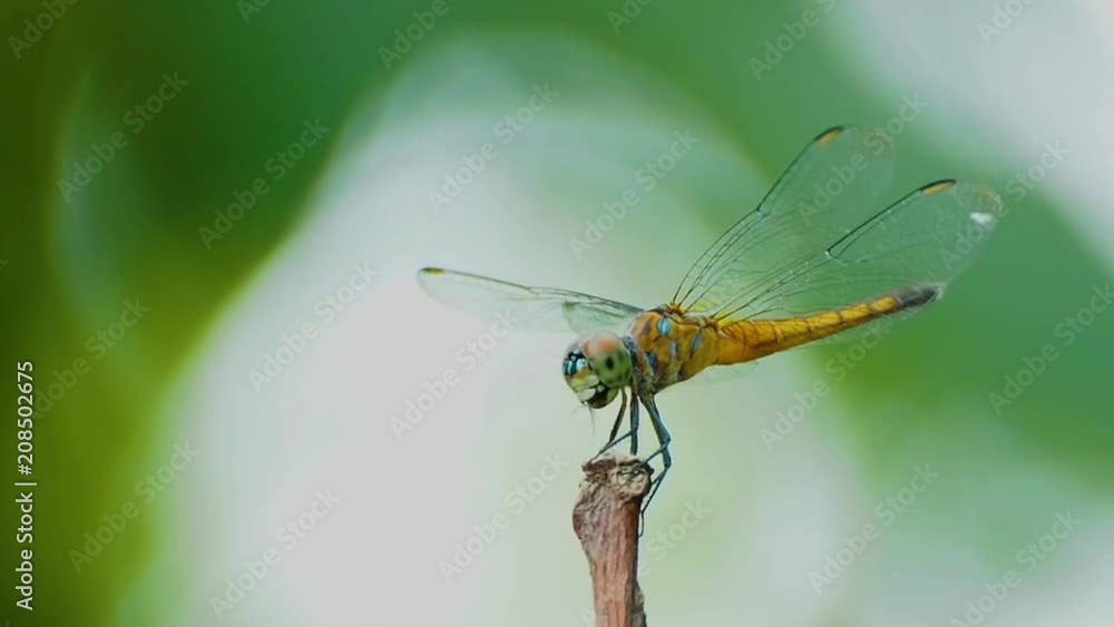 Dragonfly huntering Wind blowing Dragonfly huntering Wind blowing