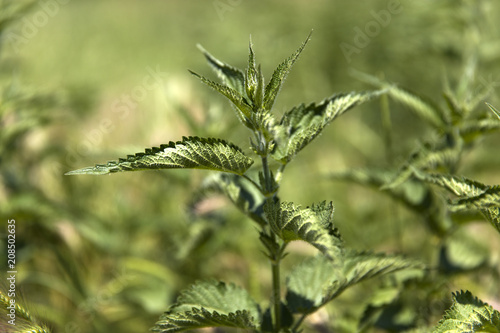 Common nettle in the field