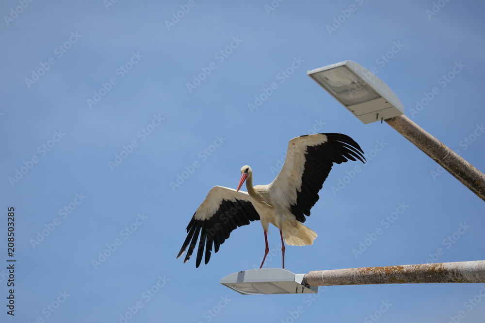 Fototapeta premium Storch VI