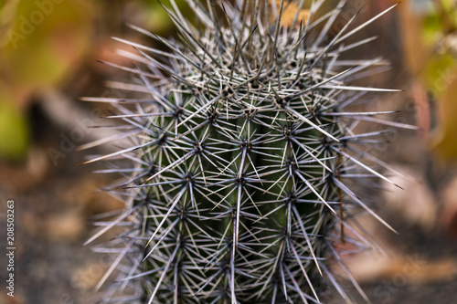Detail of the saguaro cactus