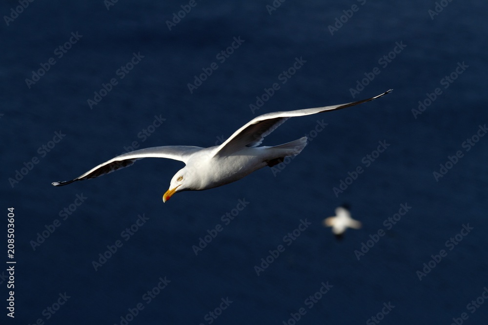 Seagull in flight, Helgoland in Germany, bird colony, beautiful birds, nesting birds on cliffs, birds in flight with sea as a background Seagull in flight, Helgoland in Germany, bird colony, beautiful birds, nesting birds on cliffs, birds in flight with sea as a background