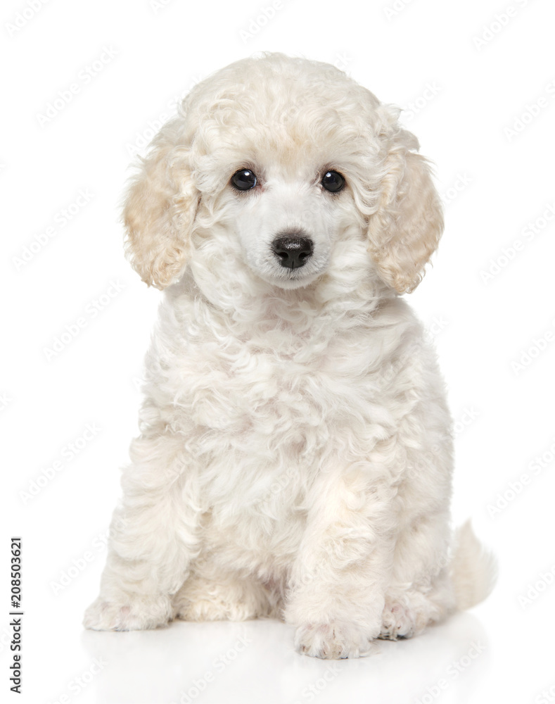 Poodle puppy in front of white background