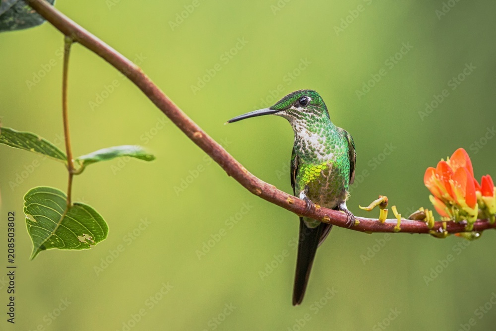 Hummingbird (Empress brilliant) sitting on branch. Hummingbird from Colombia (Nationl Park Montezuma), bird from mountain tropical forest, bird perching on branch, enough space in background