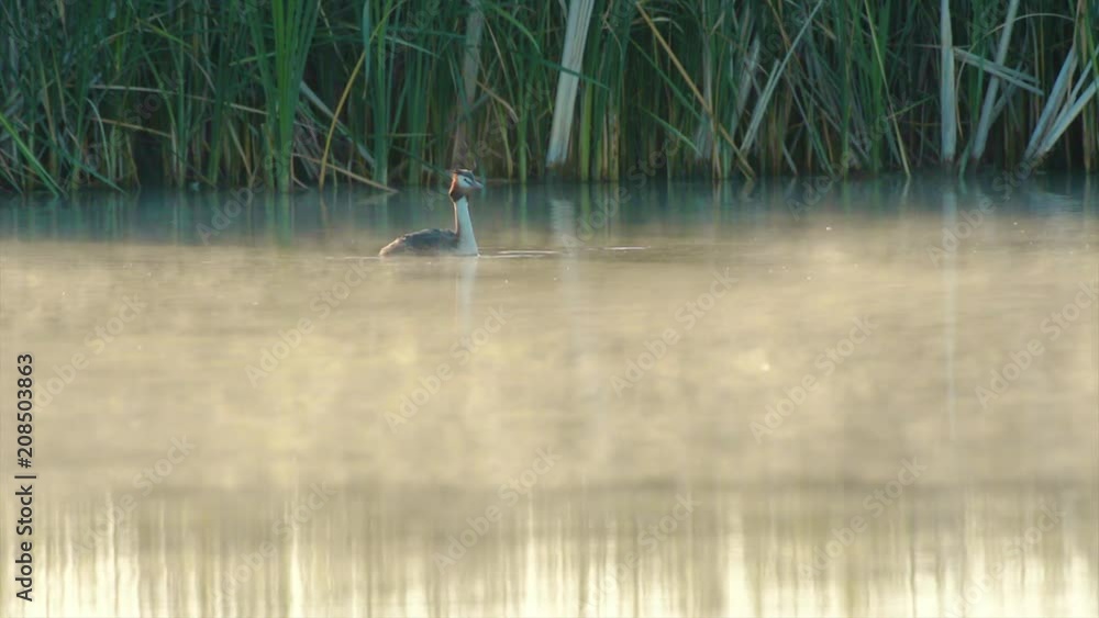 Great Crested Grebe in misty morning Great Crested Grebe in misty morning