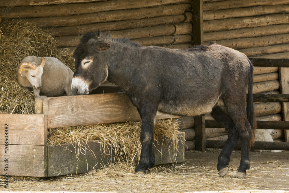 Donkey and goat eat together in the stable, Malsch, Germany, Baden