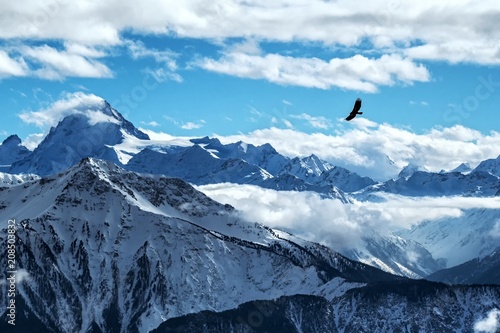 Golden eagle flying in front of swiss alps scenery. Winter mountains. Bird silhouette. Beautiful nature scenery in winter. Mountain covered by snow, glacier. Panoramatic view, Switzerland