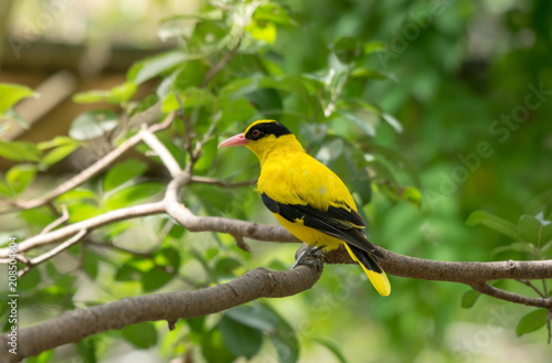 Schilderij op canvas Black-naped oriole