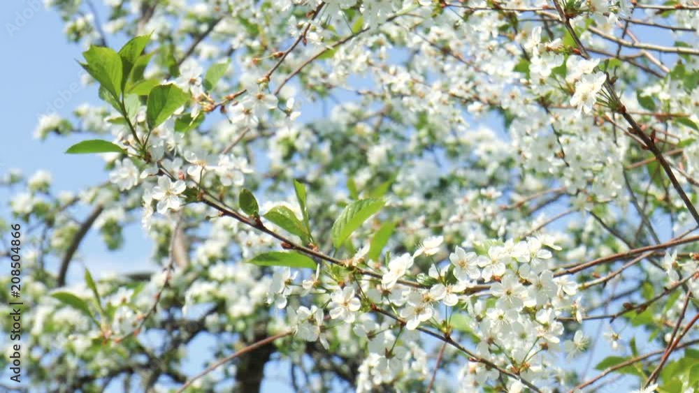 Blooming cherry. Nature background. Spring landscape Blooming cherry. Nature background. Spring landscape