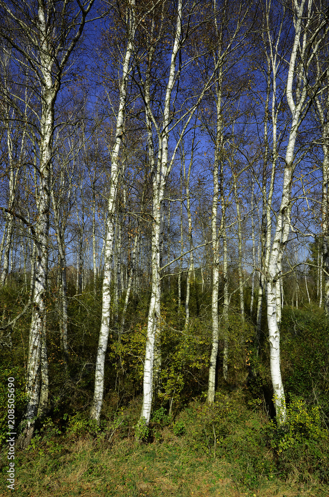 Birkenwald im Pfrunger Ried, Oberschwaben Birkenwald im Pfrunger Ried, Oberschwaben