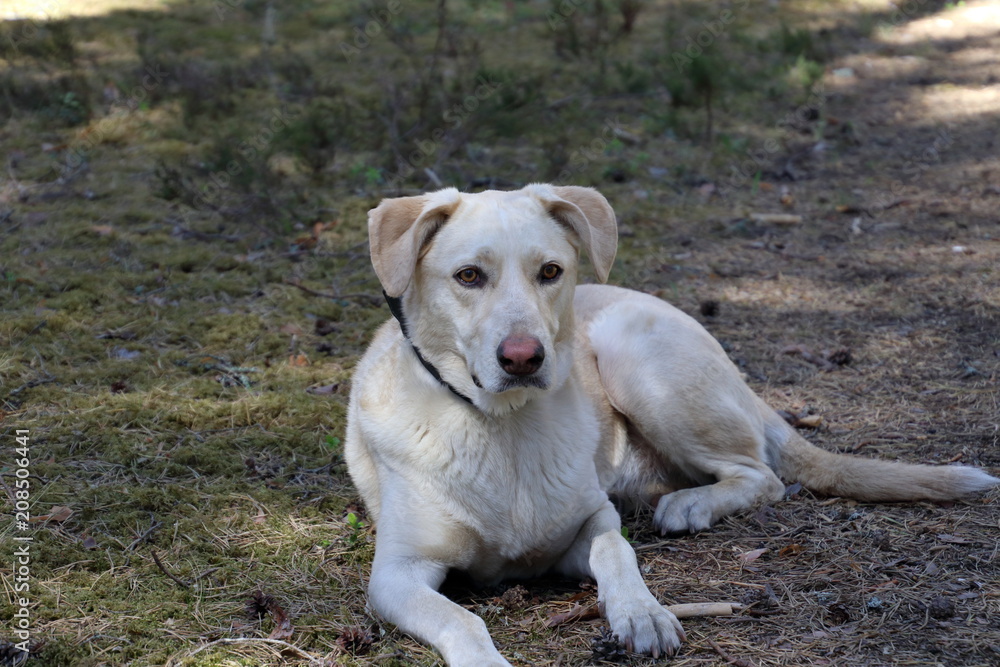 Dog in the forest