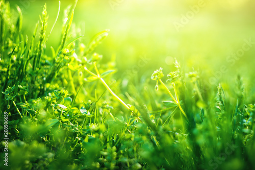 Green grass background with copy space. Nature sunlight