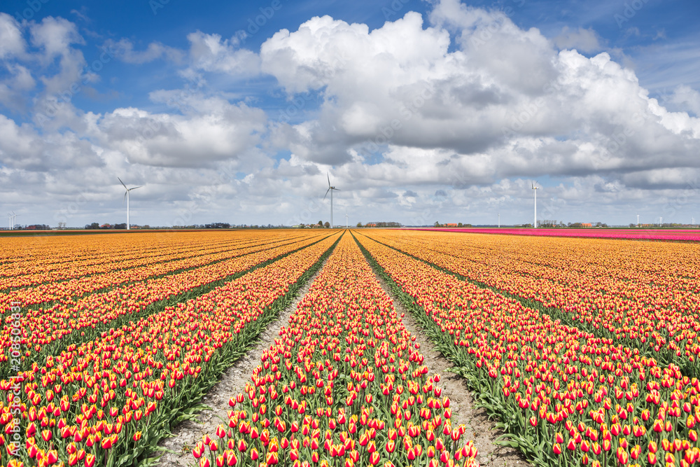 A field of tulips with wind turbines in the background. North Holland The Netherlands Europe