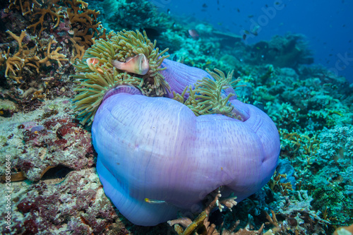 Pink anemone is home to some colorful fish